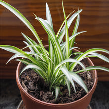 chlorophytum comosum/Yellow Spider Plant - Indoor Air-Purifying - Exotic Flora