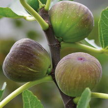 Fig-Puna-Fig(Grafted)- Fruit Plants & Tree - Exotic Flora