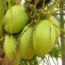 Coconut-Desi- Fruit Plants & Tree - Exotic Flora