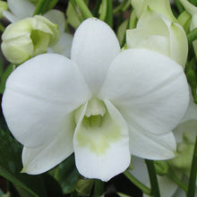 Dendrobium Orchid White - Flowering Plants - Exotic Flora