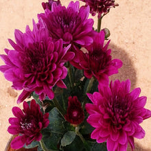 Chrysanthemum Dark Purple - SEASONALS - Exotic Flora