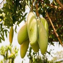 Totapuri  Mango (Grafted) - Big Size Plants