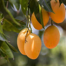 Mango Alphonso  (Grafted)- Big Size Plants