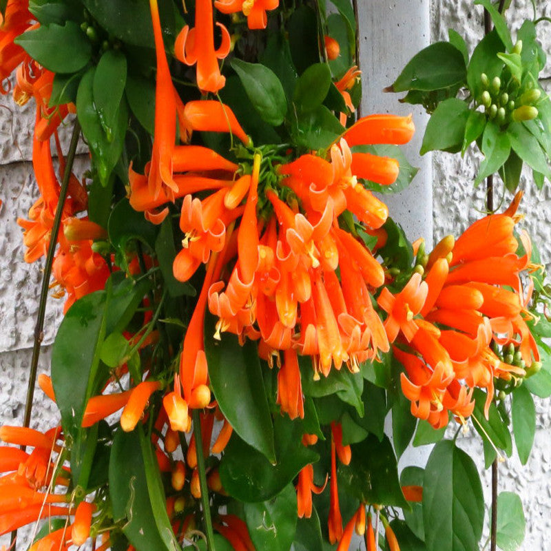 Flaming Trumpet Creepers & Climbers Exotic Flora