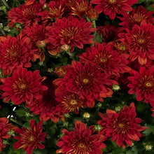 Chrysanthemum Dark Red - SEASONALS - Exotic Flora