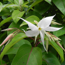 Echites - Creepers & Climbers - Exotic Flora