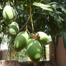 Mango Kothapalli kobbari (Grafted)- Big Size Plants