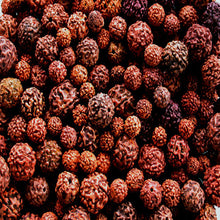 Rudraksha/Elaeocarpus ganitrus - Avenue Trees