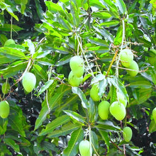 Mango cherukurasam (Grafted)- Big Size Plants