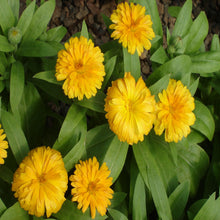 Calendula Yellow- SEASONALS - Exotic Flora