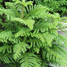 Christmas tree /Araucaria - Avenue Trees - Exotic Flora
