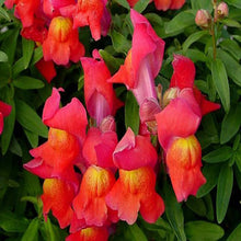Antirrhinum Red - SEASONALS - Exotic Flora