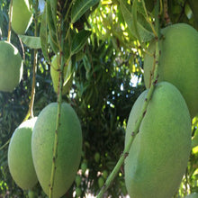 Mango Mallika (Grafted)- Big Size Plants