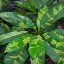 Chickoo Variegata(Grafted) - Fruit Plants & Tree - Exotic Flora