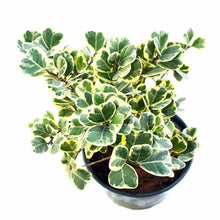 Ficus Triangularis variegata -Ornamental Shrubs - Exotic Flora