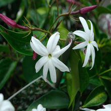 Angel wing jasmine - Creepers & Climbers - Exotic Flora