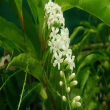 Fiddlewood Tree(Brindhavan Champa) - Avenue Trees - Exotic Flora