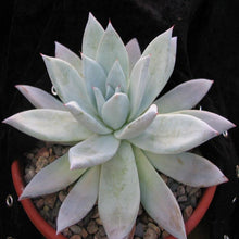 Echeveria 11-Gift Plants - Exotic Flora