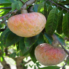 Bullock Heart/ Ramaphal (Grafted)- Fruit Plants & Tree - Exotic Flora