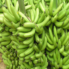 Banana-Tc Green - Fruit Plants & Tree - Exotic Flora