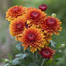 Chrysanthemum Orange - SEASONALS - Exotic Flora