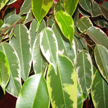Ficus Bushy King- Ornamental Shrubs - Exotic Flora
