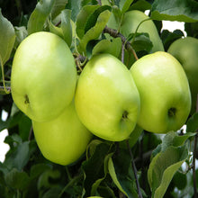 Apple Green (Grafted) - Fruit Plants & Tree - Exotic Flora