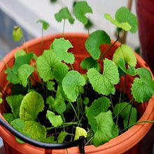 Brahmi Big Leaved - Indoor Plants - Exotic Flora