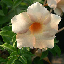 Allamanda biscuit - Flowering Shrubs - Exotic Flora
