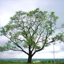 Kalpa Vriksha - Big Size Plants