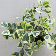 Ficus Triangularis variegata -Ornamental Shrubs - Exotic Flora