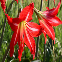 Amaryllis Lily, Red - Flowering Plants - Exotic Flora