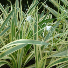 Variegated Spider Lily - Flowering Plants