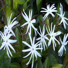 Angel wing jasmine - Creepers & Climbers - Exotic Flora