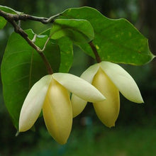Magnolia Mutabilus - Flowering Shrubs