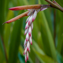 Alpinia Zurumbet - Ornamental Shrubs - Exotic Flora
