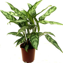 Aglaonema Malay Beauty - Indoor Plants - Exotic Flora