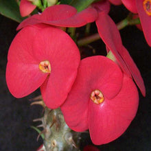 Euphorbia milii/Crown Of Thorns New Hybrids Red- Cacti & Succulant - Exotic Flora