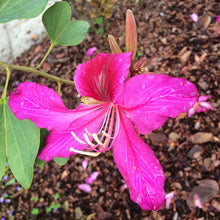 Bauhinia Pink - Big Size Plants - Exotic Flora