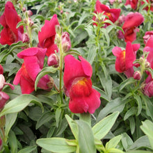 Antirrhinum Red - SEASONALS - Exotic Flora