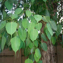 Ficus Religiosa/Peepal Tree - Avenue Trees - Exotic Flora