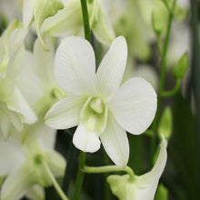 Dendrobium Orchid White - Flowering Plants - Exotic Flora