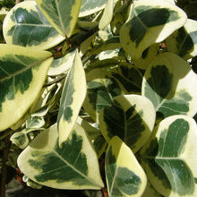 Ficus Triangularis variegata -Ornamental Shrubs - Exotic Flora