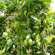 Mango Alphonso  (Grafted)- Big Size Plants
