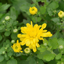Chrysanthemum Yellow - Indoor Air-Purifying - Exotic Flora
