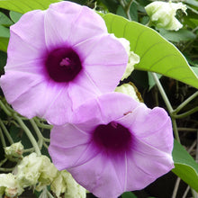 Elephant Creeper-Creepers & Climbers - Exotic Flora
