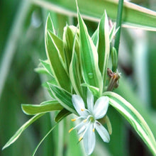 chlorophytum comosum/Yellow Spider Plant - Indoor Air-Purifying - Exotic Flora