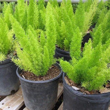 Fox Tail Asparagus/Asparagus Meyeri - Indoor Plants