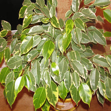Ficus Bushy King- Ornamental Shrubs - Exotic Flora