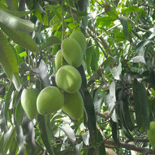 Mango Kothapalli kobbari (Grafted)- Big Size Plants